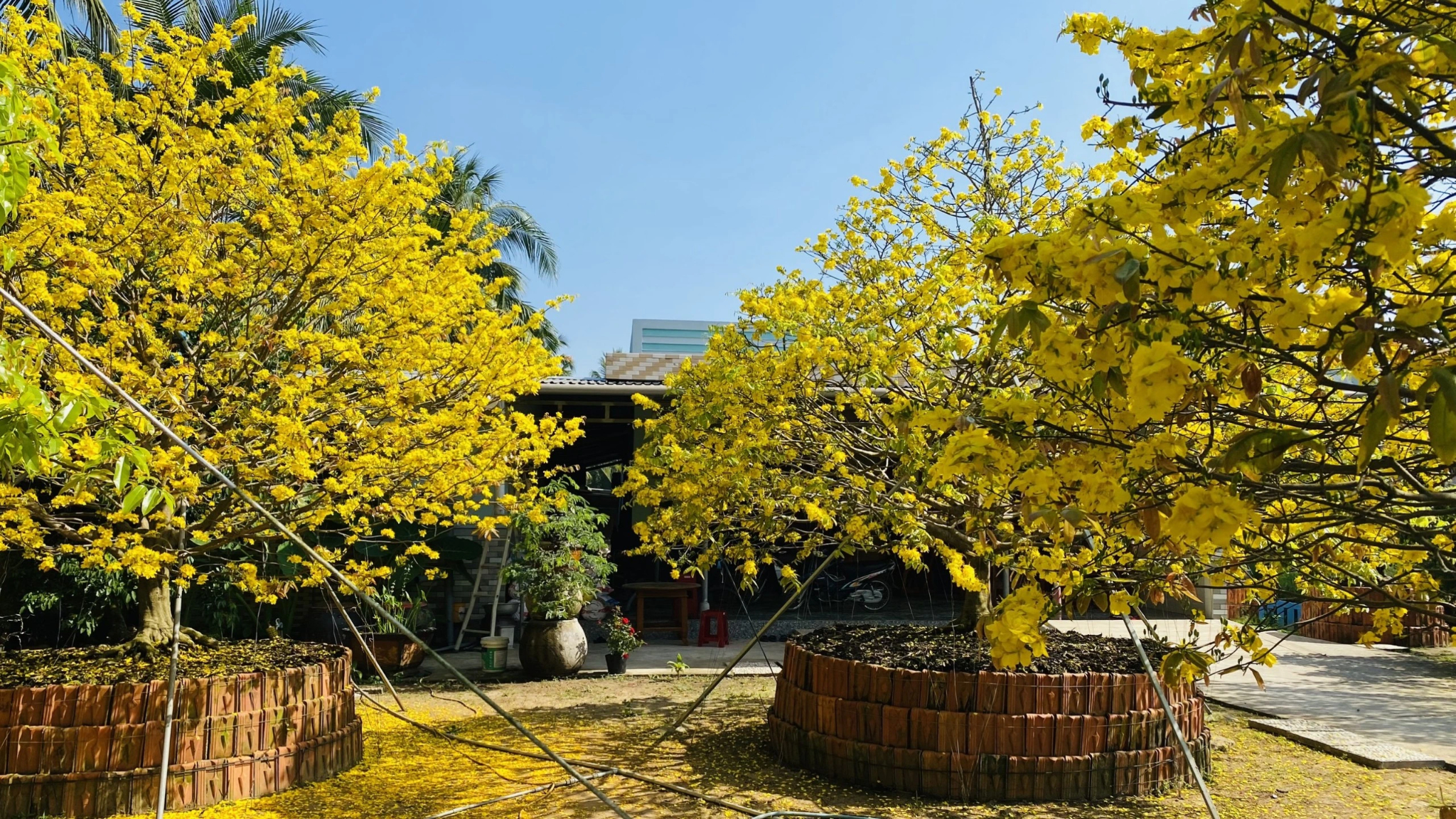The Phuoc Kien yellow apricot blossom village is amazing with the landscape of a thousand flowers blooming
